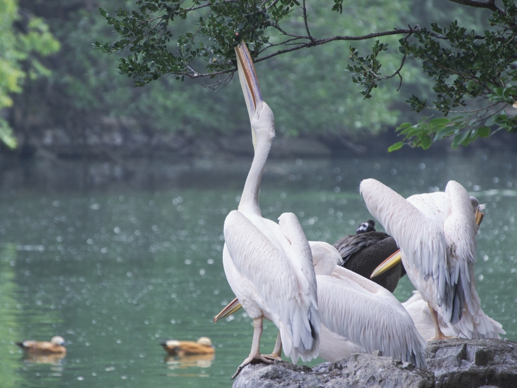 Пеликаны пьют воду сидя на камне