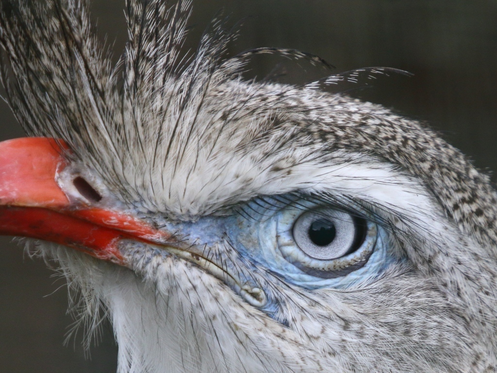 Хохлатая кариама с красным клювом