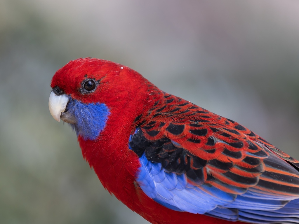 Разноцветный попугай розелла