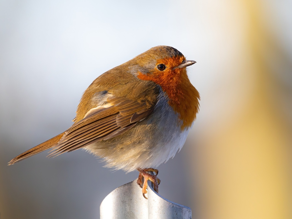 Маленькая птица Зарянка крупным планом