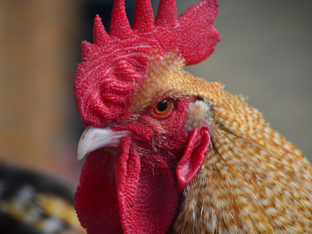 Грозный петух с красным гребнем