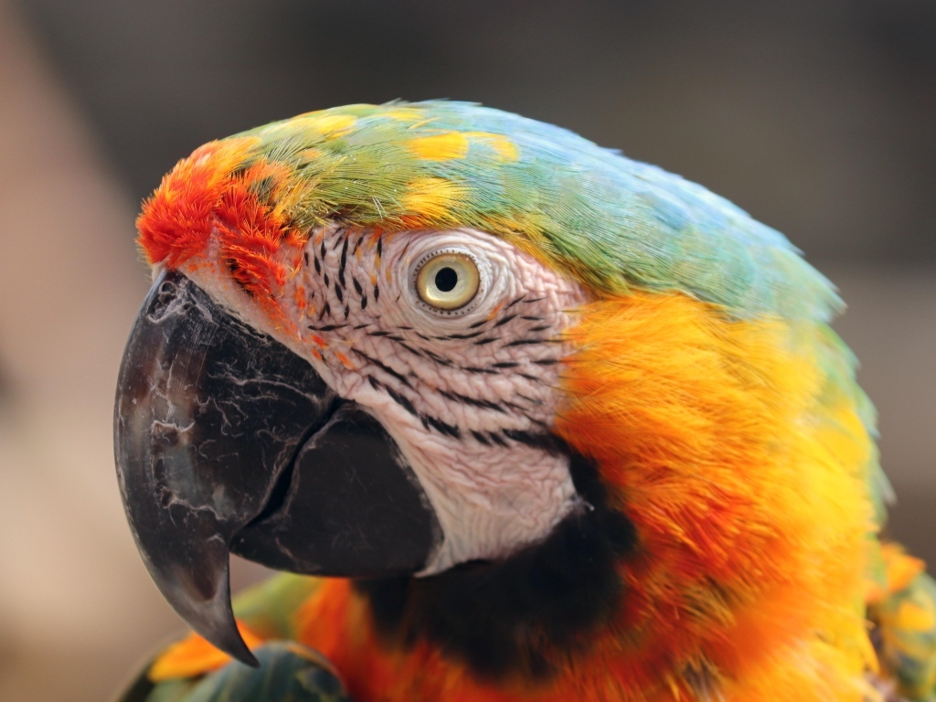 Голова большого разноцветного попугая ара