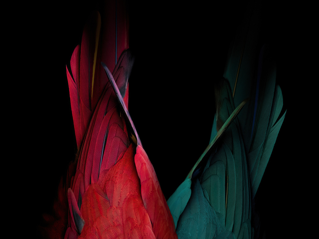 Хвост красного и зеленого попугая на черном фоне