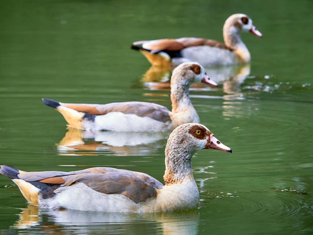 Три утки плавают в пруду