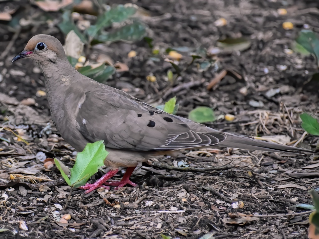 Горлица стоит на земле