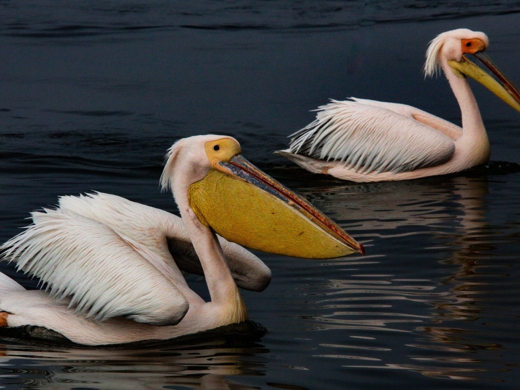 Два больших пеликана плавают в воде