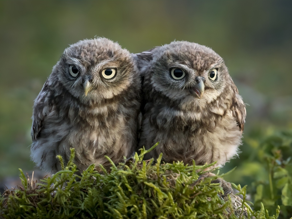 Два маленьких совенка в лесу