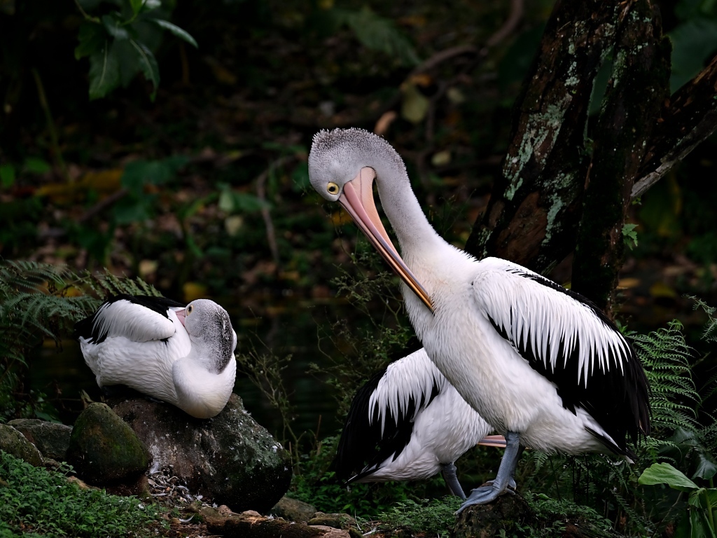 Два пеликана чистят перья