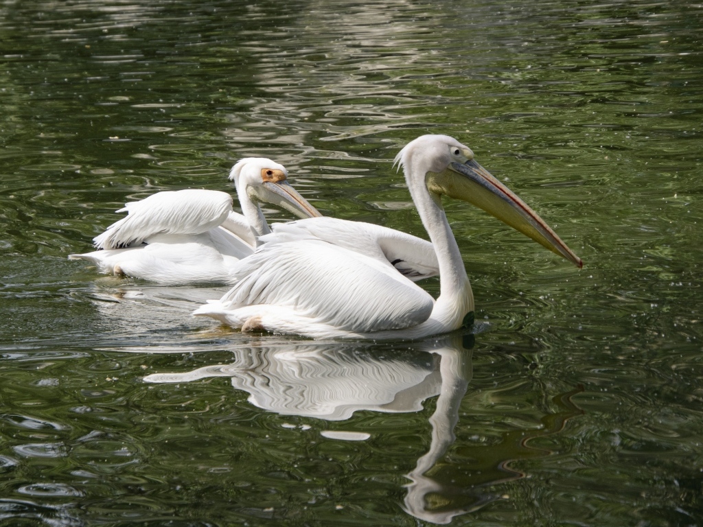 Два пеликана плавают в воде