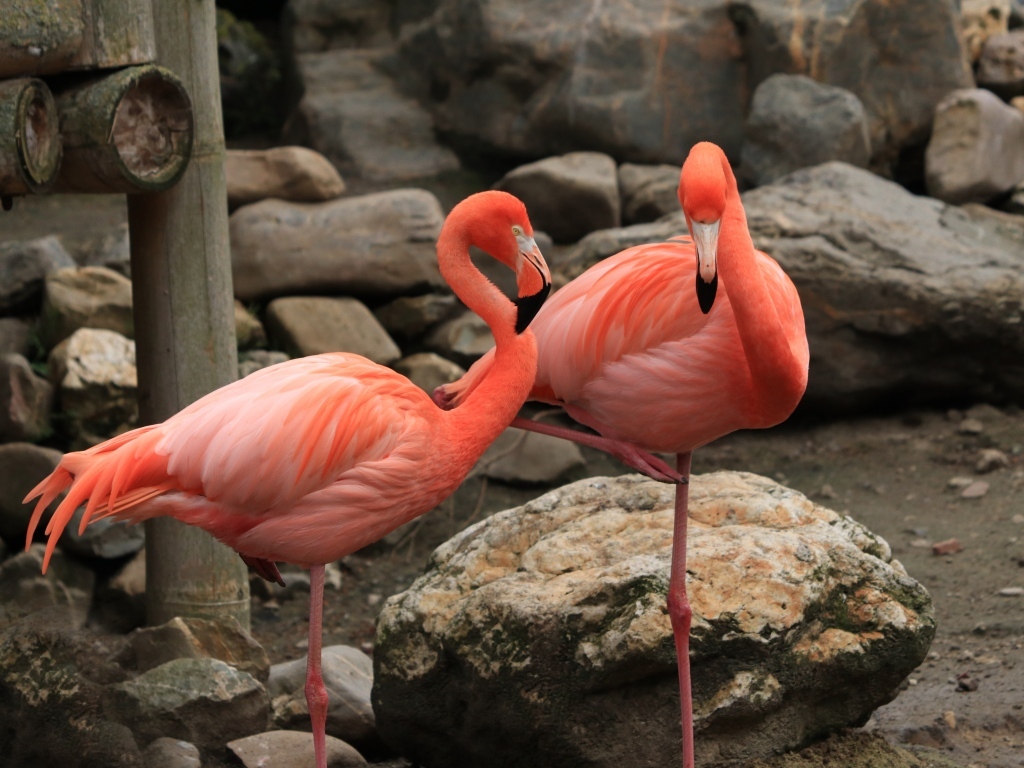 Два розовых фламинго стоят у камней