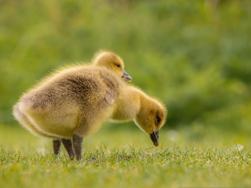 Два желтых гусенка на зеленой траве