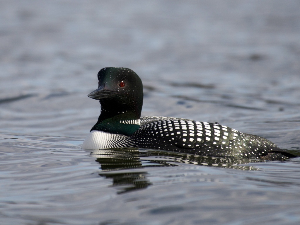 Водоплавающая птица гагара в воде