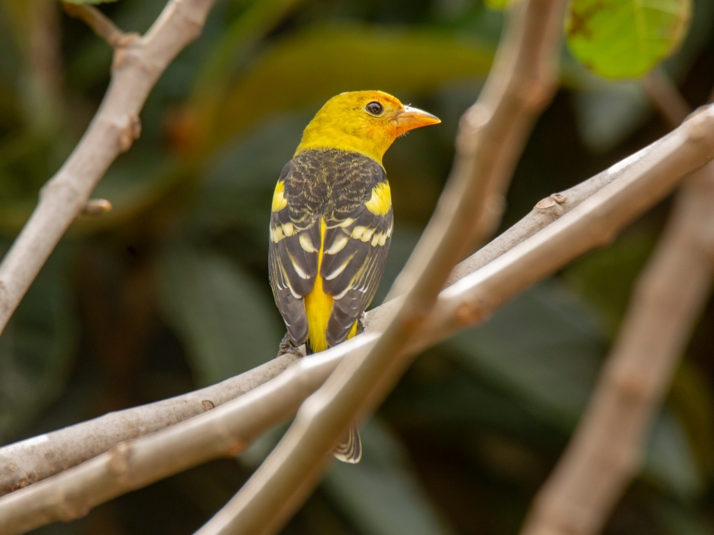 Птица западный танагер сидит на ветке