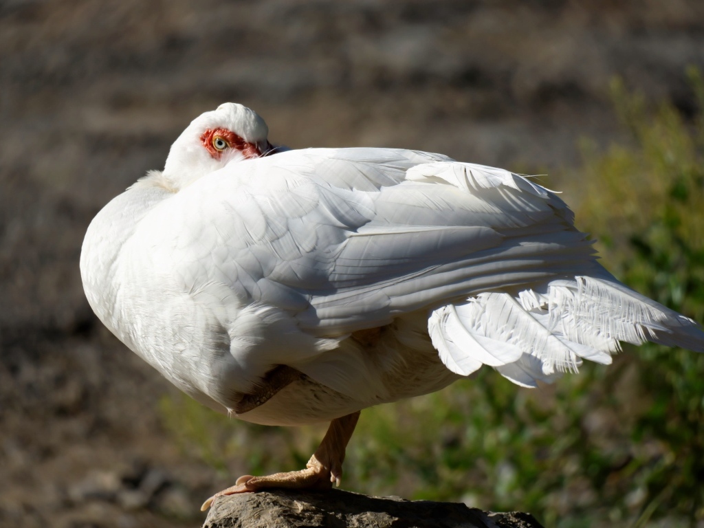 Белая утка греется на солнце