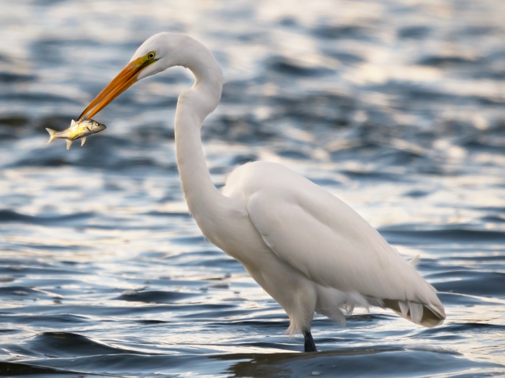 Белая цапля с рыбой в клюве в воде