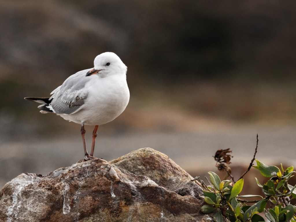 Белая маленькая чайка сидит на камне
