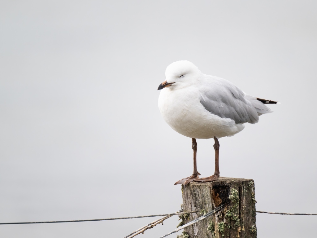 Белая чайка спит на столбе 