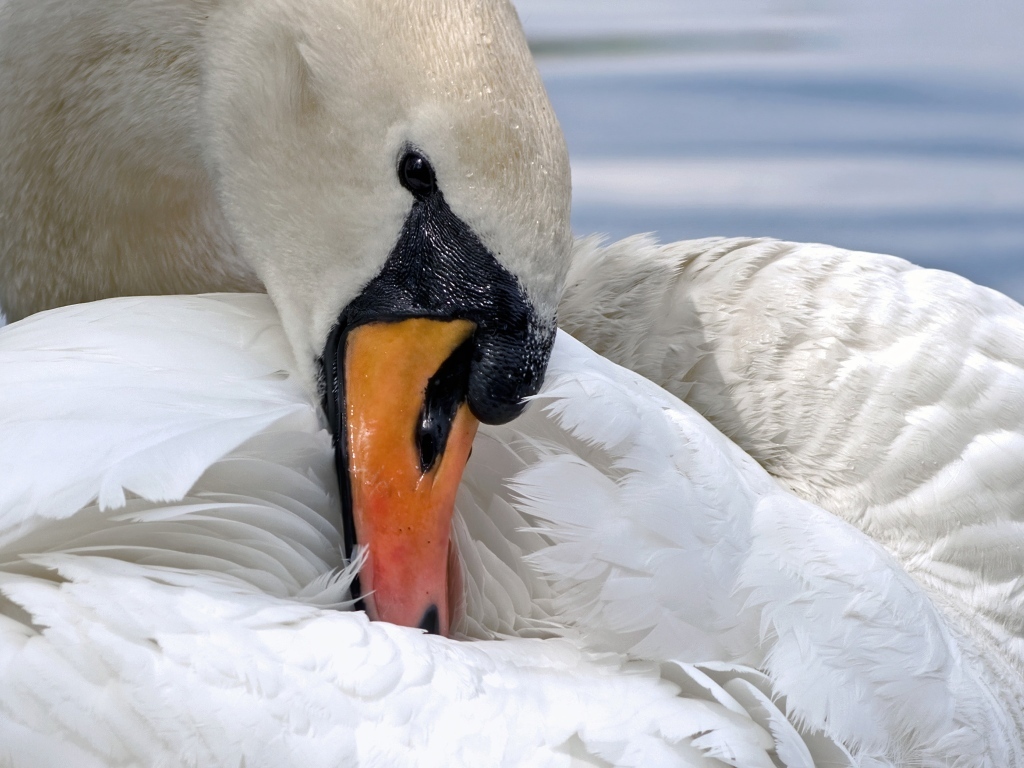 Белый лебедь прячет клюв в перья
