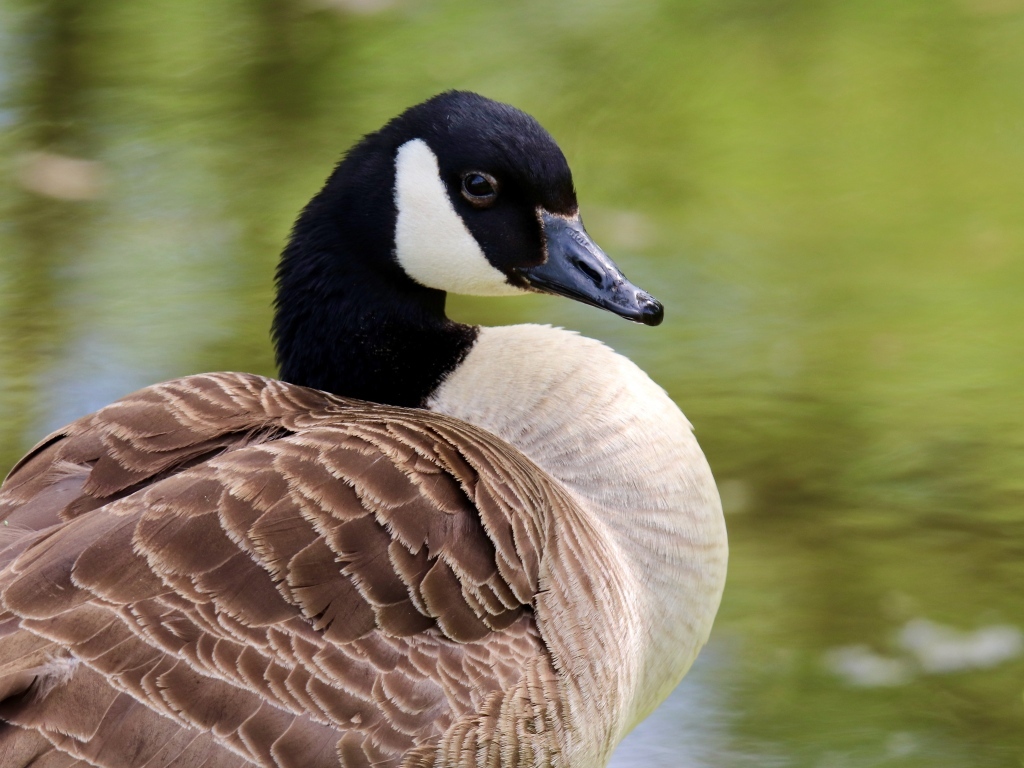 Дикий канадский гусь крупным планом