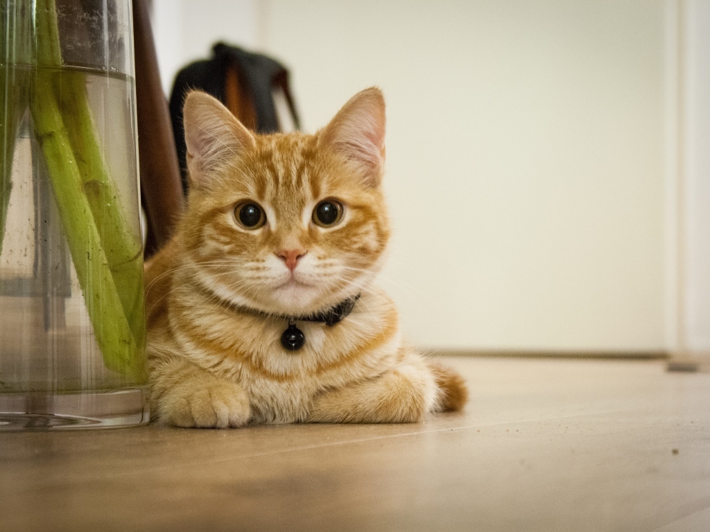 Красивый рыжий кот лежит у вазы с цветами