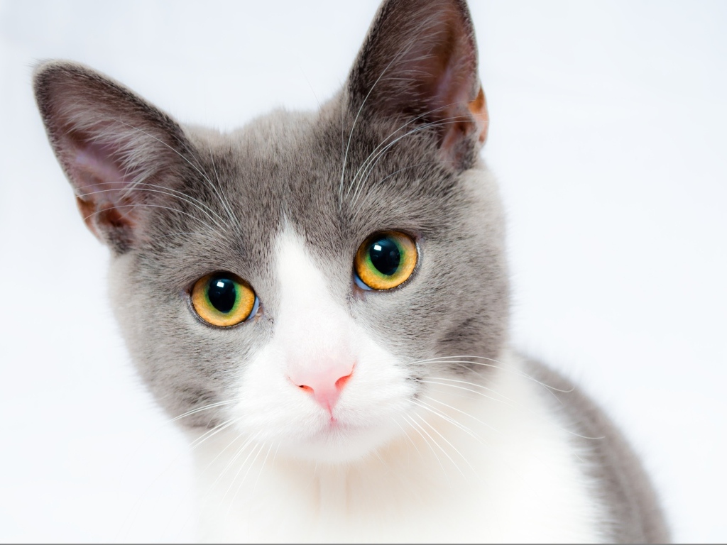 Красивый кот на белом фоне крупным планом