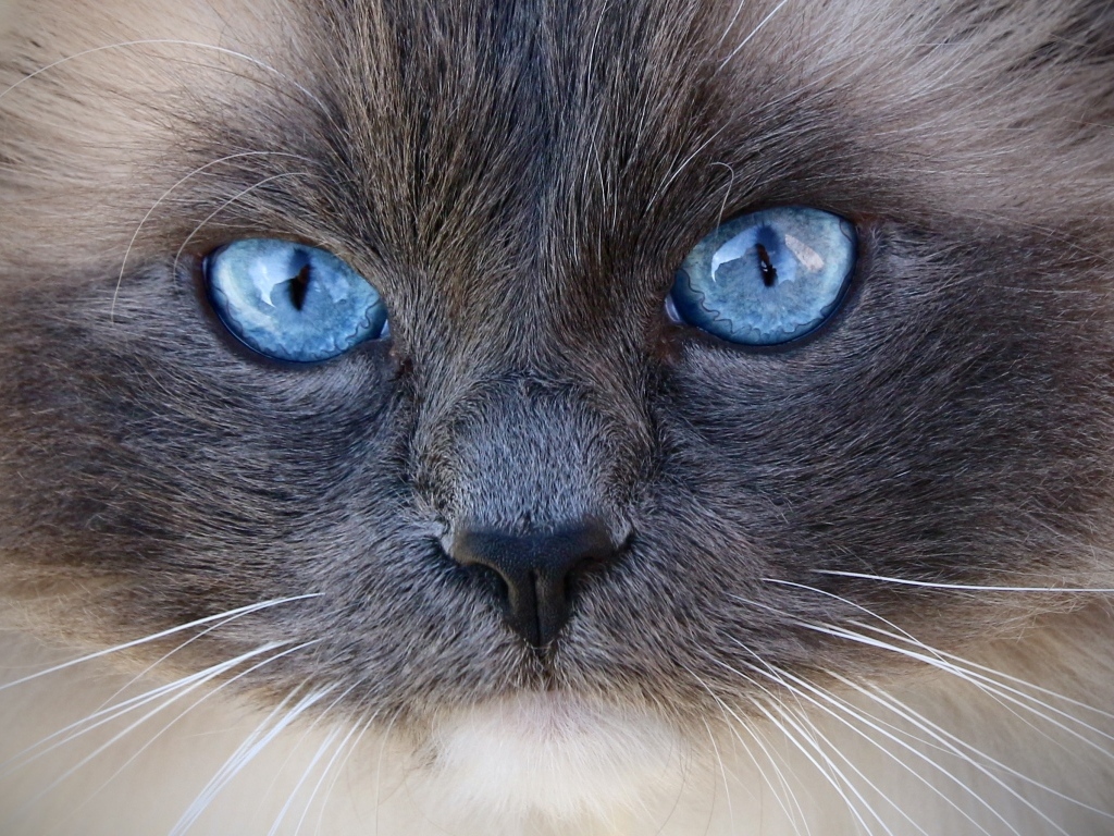 Большие голубые глаза породистой кошки крупным планом