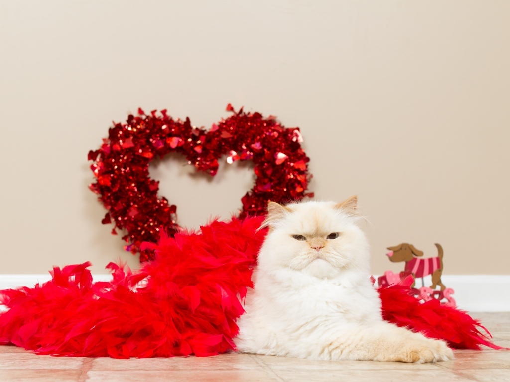 Большой пушистый кот с красным сердцем