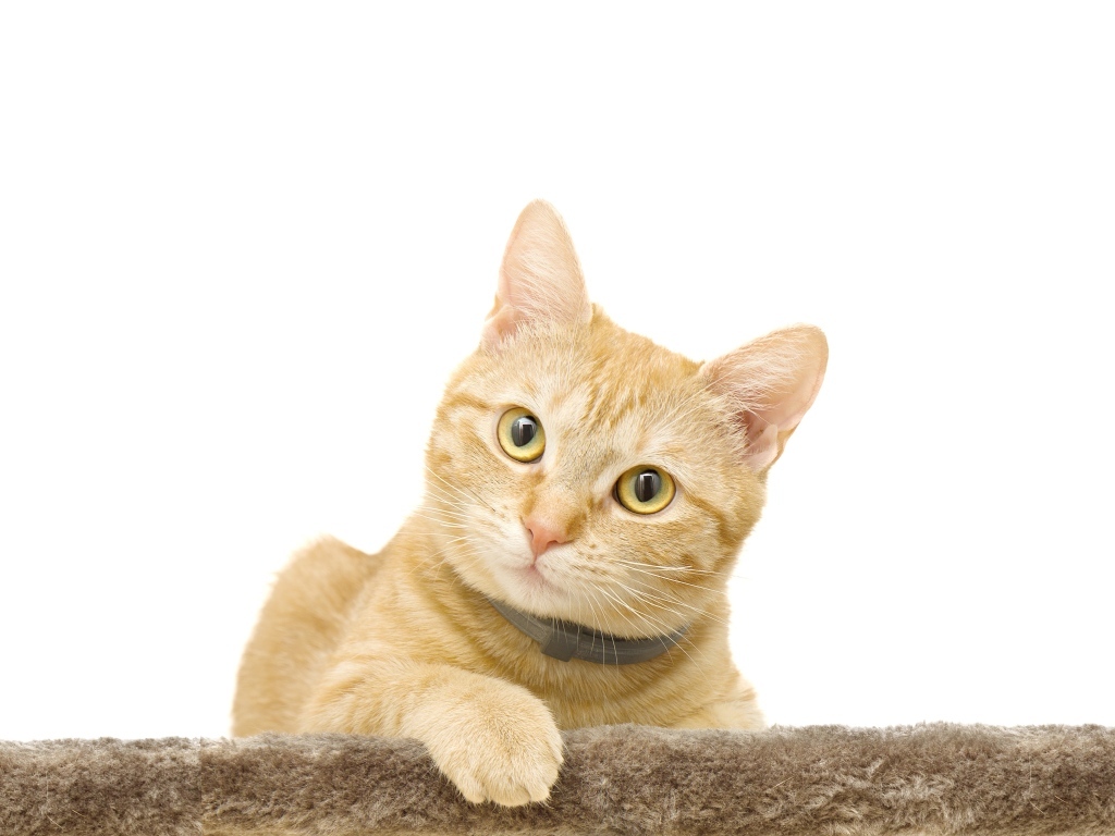 Большой рыжий кот на белом фоне