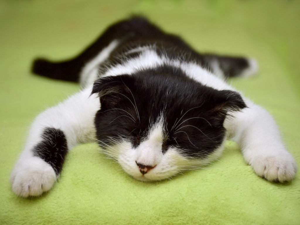 Черно-белый домашний кот спит на кровати