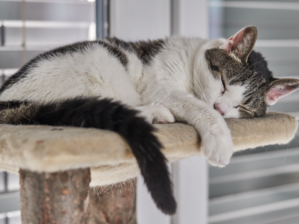 Домашний кот спит на лежанке