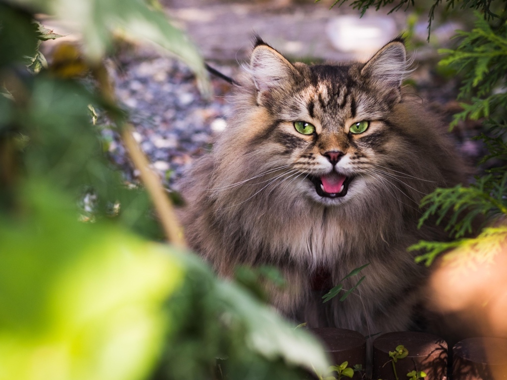 Зеленоглазый пушистый сибирский кот в кустах