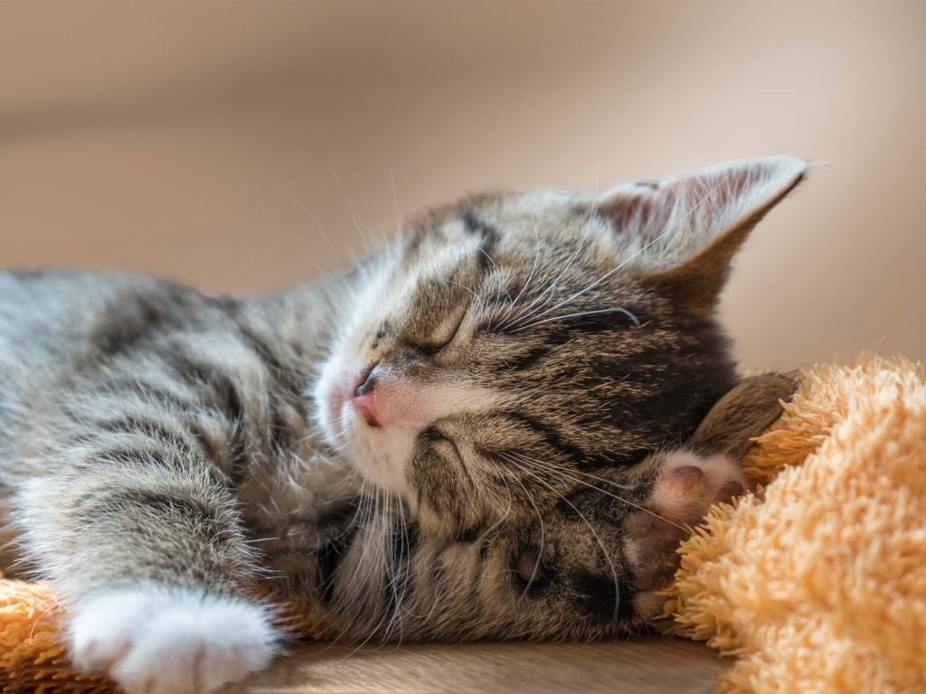 Маленький милый спящий серый котенок