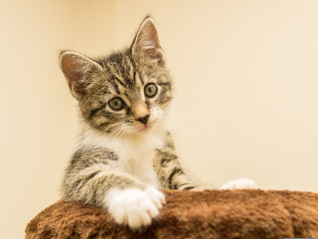 Маленький котенок лежит на подушке