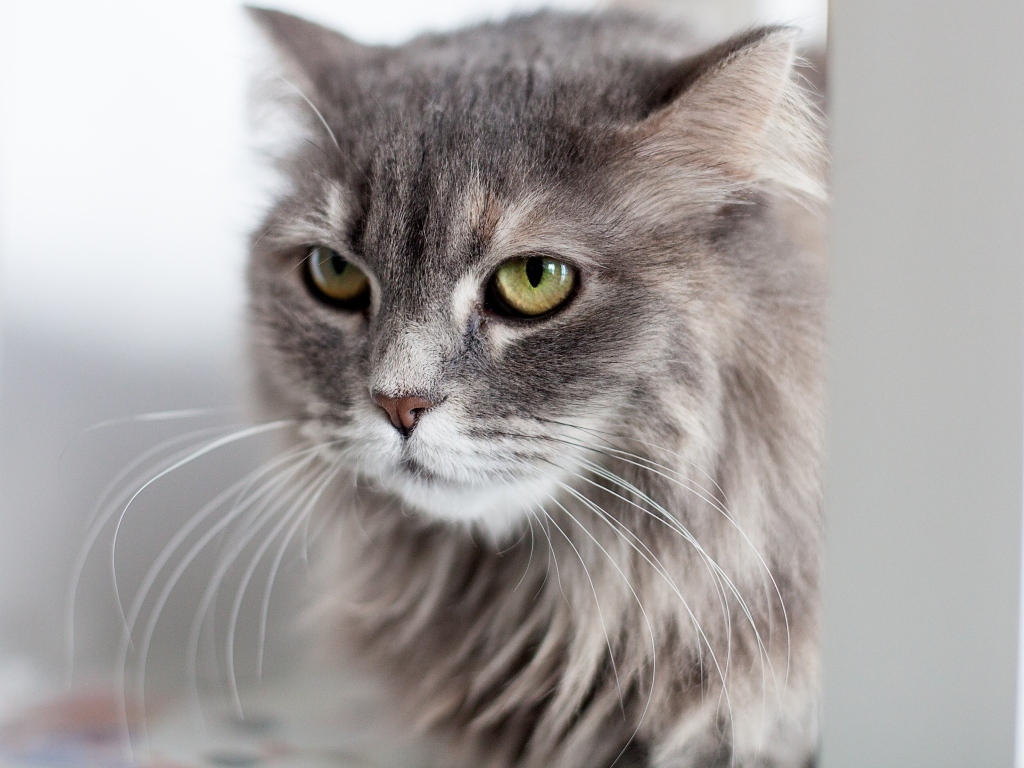 Серьезный взгляд пушистого серого кота