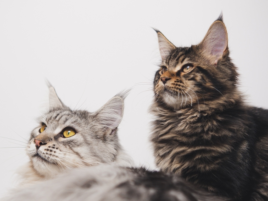 Два мейнкуна на сером фоне