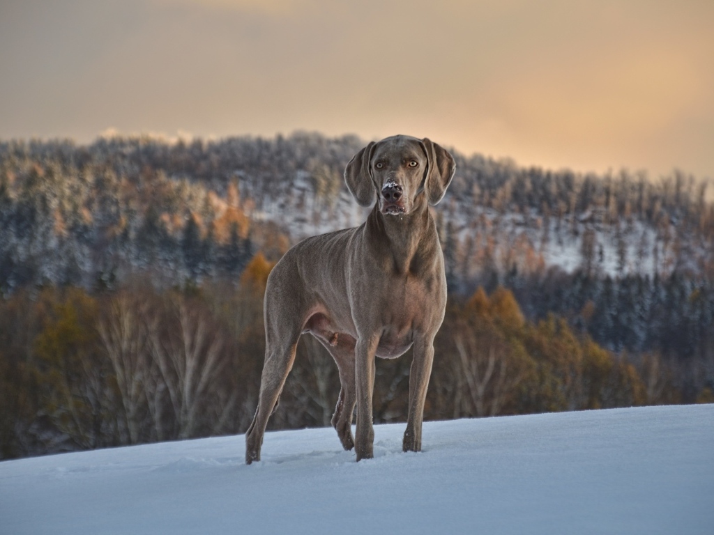 Красивый пес породы веймаранер на снегу