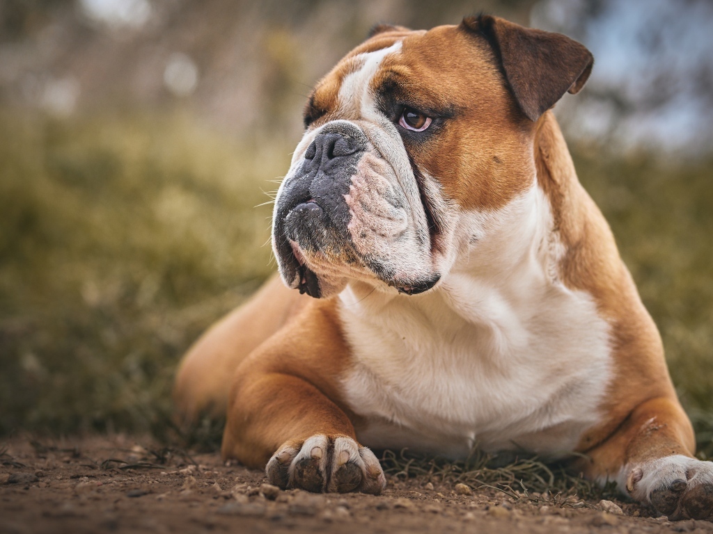 Большой серьезный бульдог лежит на земле