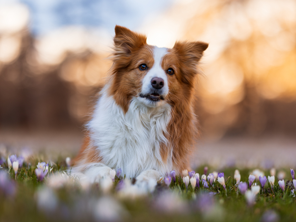Собака бордер колли лежит в цветах