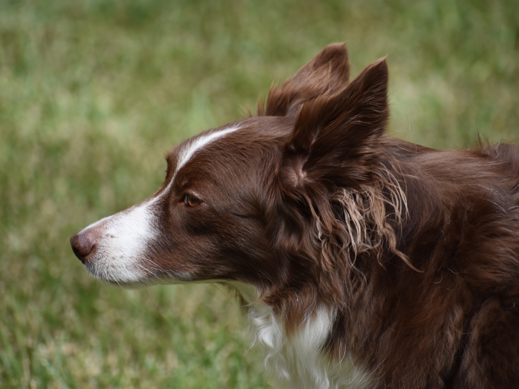 Коричневая собака бордер колли