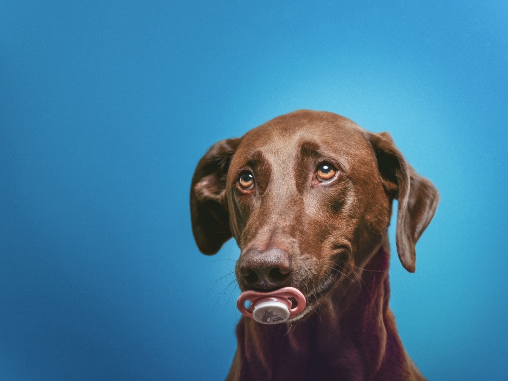 Коричневый лабрадор с соской в зубах