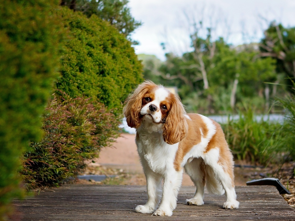 Чарльз кинг спаниель на прогулке