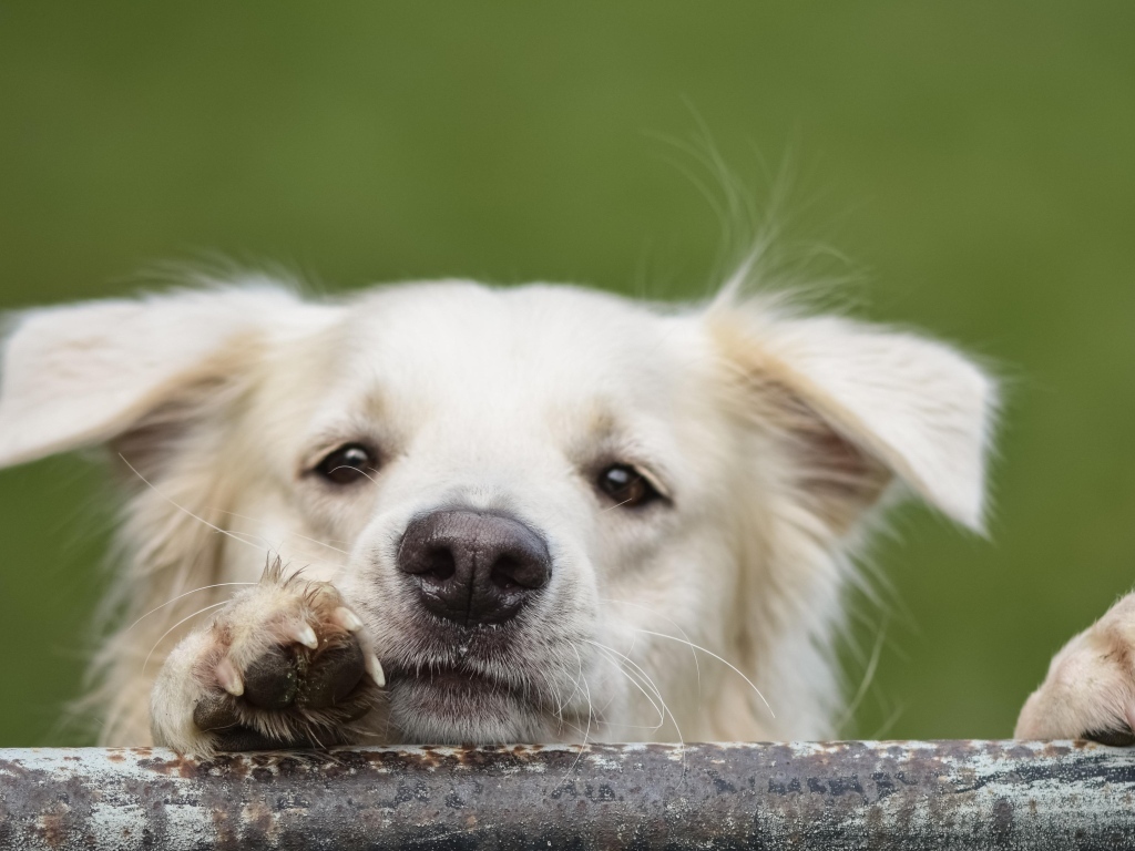 Любопытный белый пес 