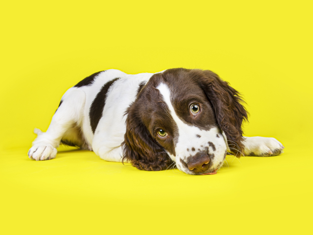 Милый щенок спаниеля на желтом фоне