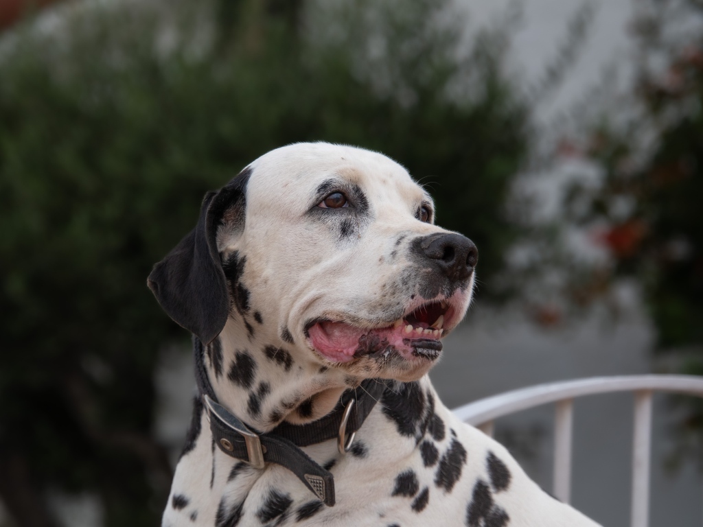 Далматин с открытой пастью 
