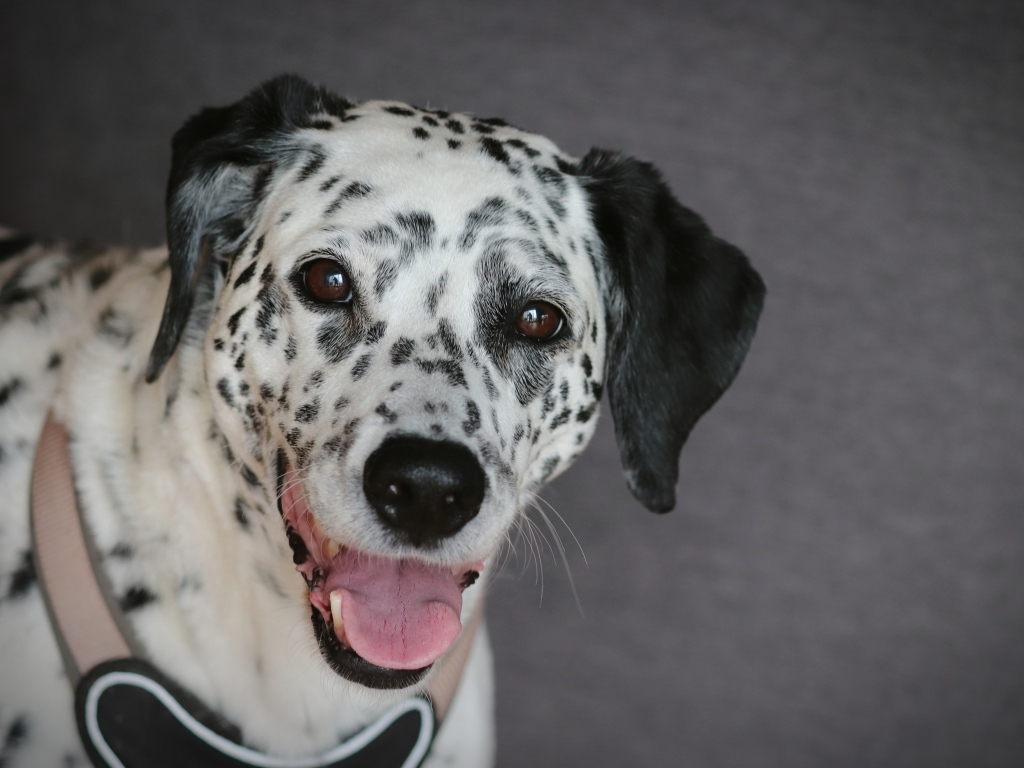 Далматин с открытой пастью на сером фоне