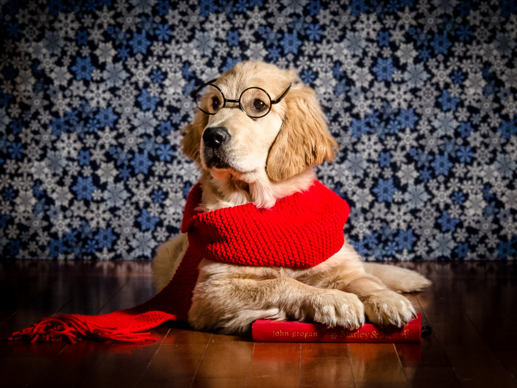 Золотистый ретривер в красном шарфе