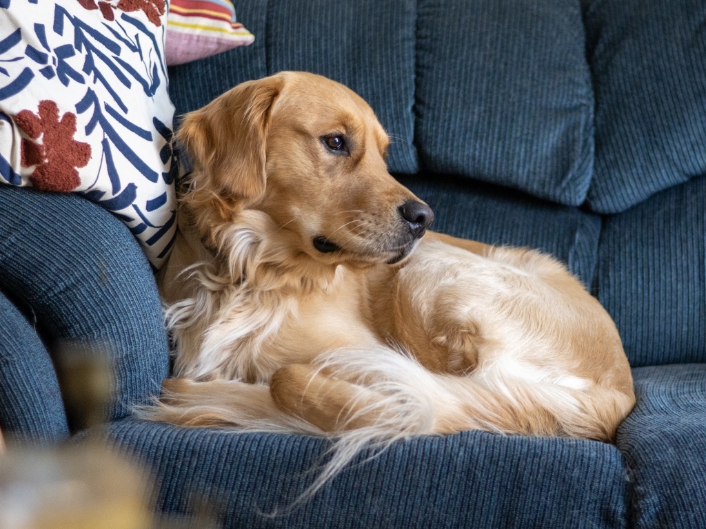 Золотистый ретривер лежит на диване