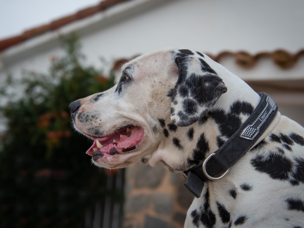 Большой пятнистый далматин в ошейнике