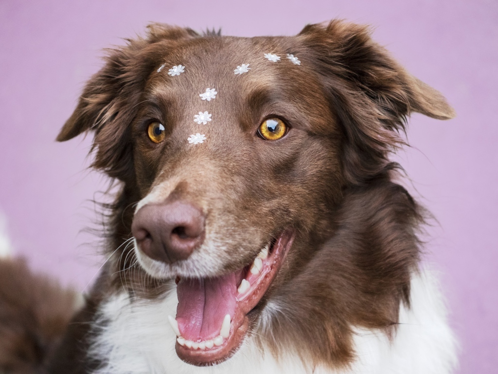 Довольный пес породы бордер колли