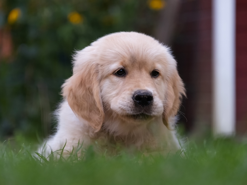 Маленький щенок золотистого ретривера в траве